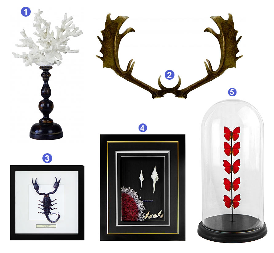 photo shot objects and cabinet of curiosities
