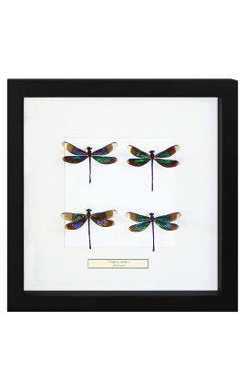Cornice decorativa decorata con 4 libellule "Euphae Refulgens"