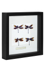 Cadre décoratif au décor de 4 libellules "Euphae Refulgens"