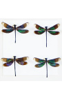 Moldura decorativa decorada com 4 libélulas "Euphae Refulgens"