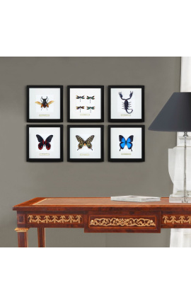 Cornice decorativa decorata con 4 libellule &quot;Euphae Refulgens&quot;