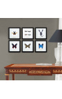 Cornice decorativa decorata con 4 libellule "Euphae Refulgens"