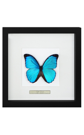 Cornice decorativa con una farfalla "Morpho Menelaus"