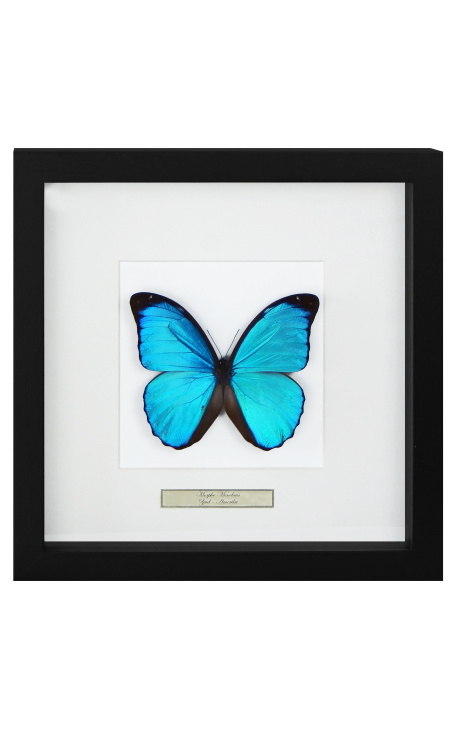 Cadre décoratif au décor de papillon "Morpho Menelaus"