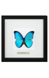 Cadre décoratif au décor de papillon Morpho Menelaus