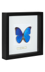 Decorative frame decor 4 dragonflies "Euphae refulgens"