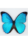 Cadre décoratif au décor de papillon "Morpho Menelaus"