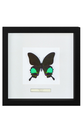 Decorative frame with a butterfly "Karna"