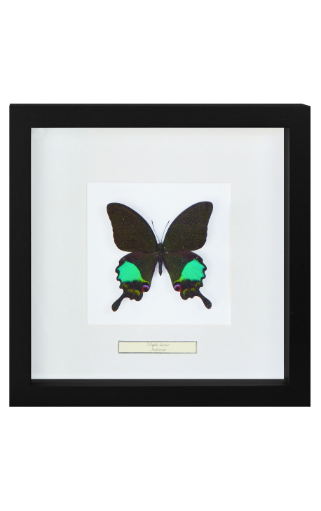 Decoració de marc decoratiu 4 libèl·lules "Euphae refulgens"