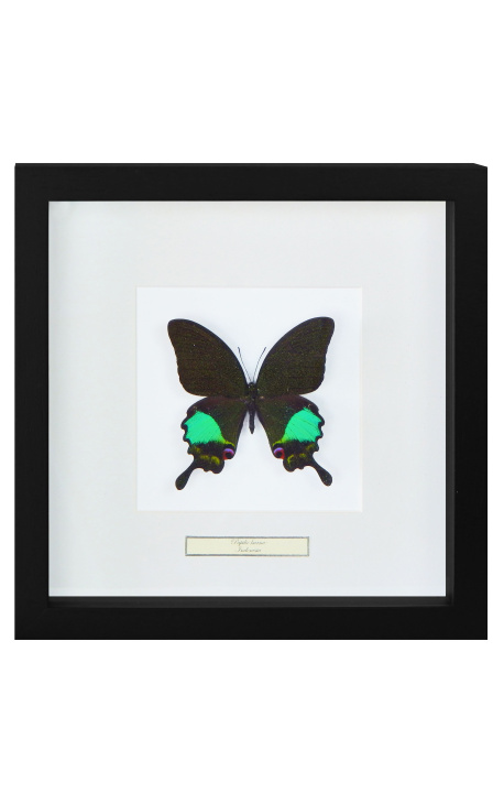 Decoración de marco decorativo 4 libélulas "Euphae refulgens"