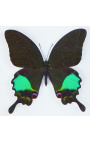 Cadre décoratif au décor de papillon "Karna"