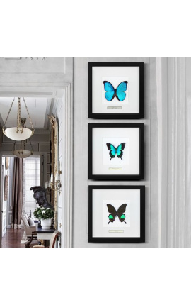 Decoració de marc decoratiu 4 libèl·lules &quot;Euphae refulgens&quot;