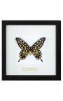 Marco decorativo con una mariposa Antenor