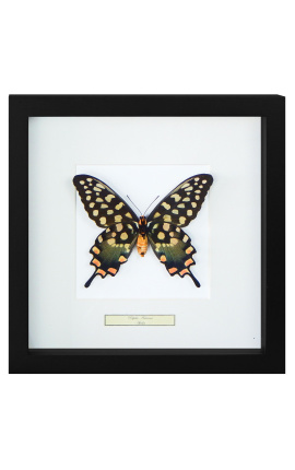 Cornice decorativa con farfalla "Antenore"