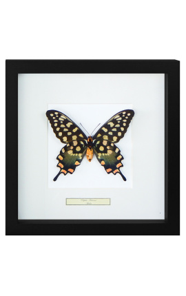 Cornice decorativa con una farfalla "Antenor"