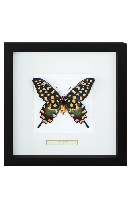 Dekorativní rámec s motýlem "Antenor"