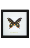 Decoratief frame met een vlinder Antenor