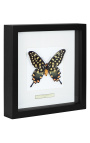 Cadre décoratif avec un papillon "Antenor"