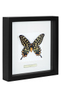 Telaio decorativo con farfalla "Antenor"