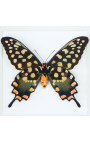 Cadre décoratif avec un papillon "Antenor"