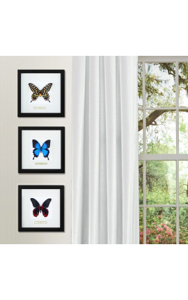 Decorative frame with a butterfly &quot;Antenor&quot;