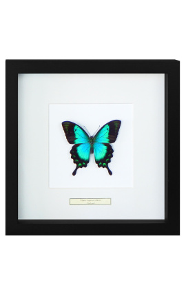 Decorative frame with a butterfly "Lorquianus Albertisi"