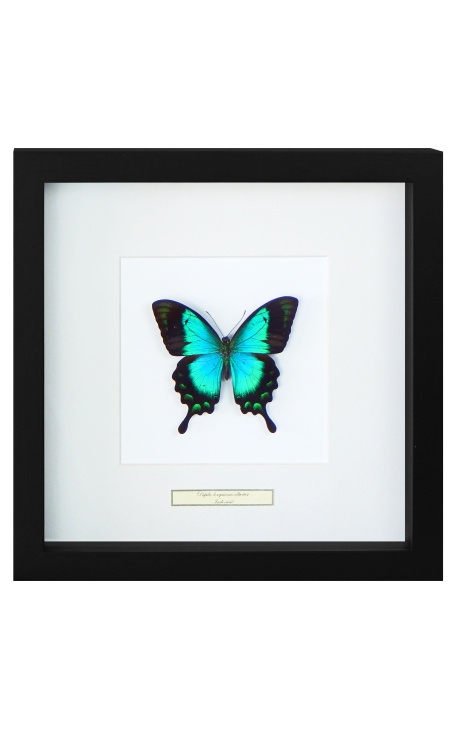 Dekorativní rámec s motýlem "Lorquianus Albertisi"