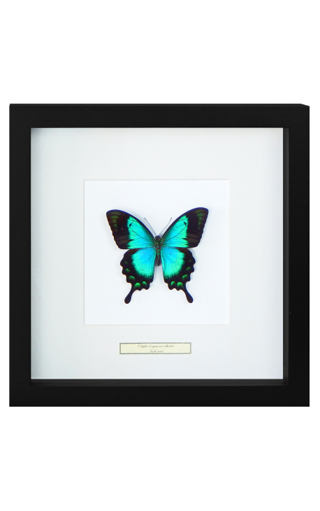 Marco decorativo con mariposa "Lorquianus Albertisi"