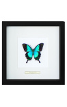 Decoratief frame met een vlinder Lorquianus Albertisi
