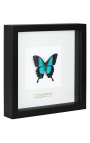 Dekorativer Rahmen mit Schmetterling "Lorquianus Albertisi"