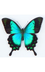 Cadre décoratif avec un papillon "Lorquianus Albertisi"