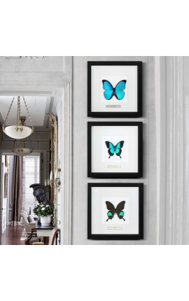 Decorative frame with a butterfly &quot;Lorquianus Albertisi&quot;
