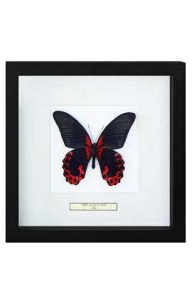 Decorative frame with a butterfly "Rumansovia Eubalia"