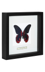 Decorative frame with a butterfly "Rumansovia Eubalia"