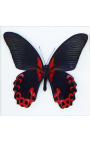 Decorative frame with a butterfly "Rumansovia Eubalia"