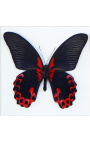 Moldura decorativa com uma borboleta "Rumansovia Eubalia"