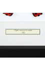 Decorative frame with a butterfly "Rumansovia Eubalia"