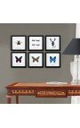 Decorative frame with a butterfly "Rumansovia Eubalia"