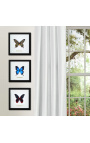 Decorative frame with a butterfly "Rumansovia Eubalia"