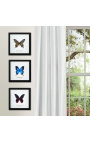 Frame decorative cu un butterfly "România Eubalia"