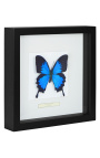 Decoratieve frame met een butterfly "Ulysses Ulysses"