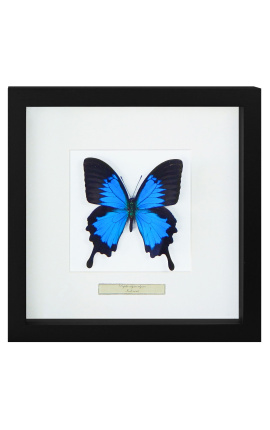 Telaio decorativo con farfalla "Ulisse"