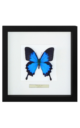 Cornice decorativa con una farfalla "Ulisse Ulisse"