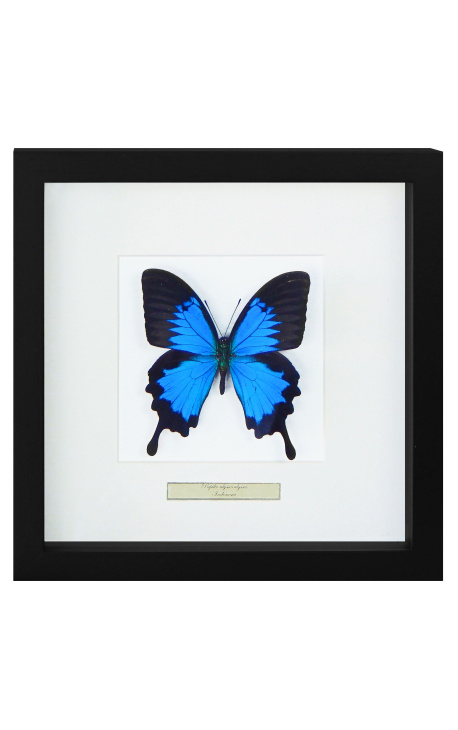Dekorativ ramme med en sommerfugl "Ulysses Ulysses"