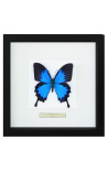 Decoratief frame met een vlinder Ulysses Ulysses