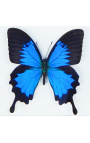 Moldura decorativa com uma borboleta "Ulysses Ulysses"