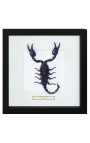 Decorative frame with a scorpion "Heterometrus Spinifer"
