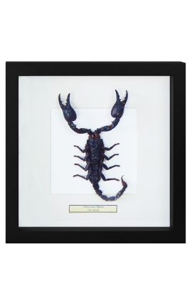 Cadre décoratif avec un Scorpion "Heterometrus Spinifer"