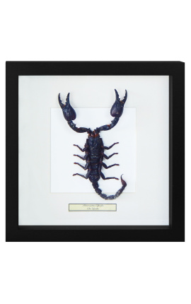 Cornice decorativa con uno scorpione "Heterometrus spinifer"