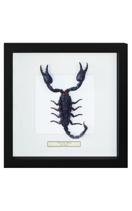 Dekorativ ramme med en scorpion "I nærheden af Heterometrus Spinifer"
